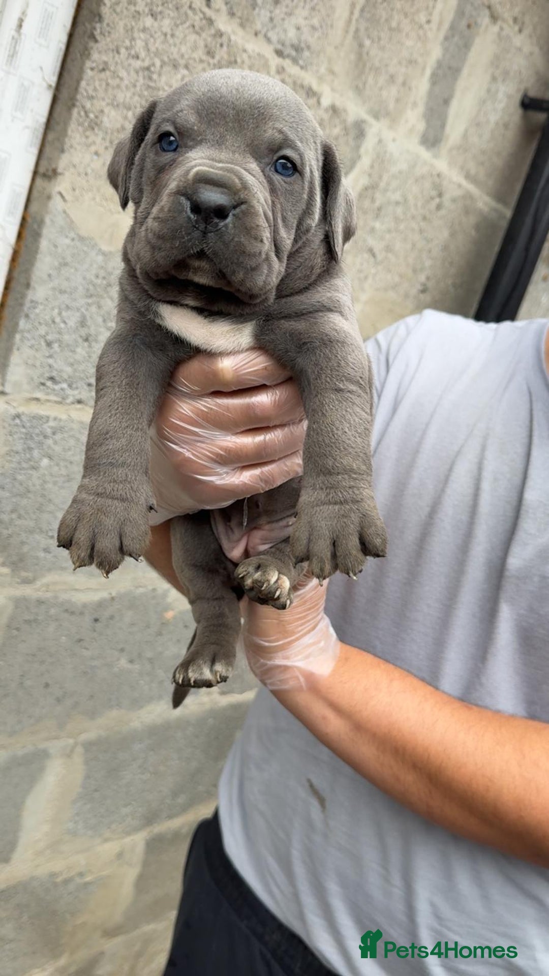 Cane Corso dogs for sale: Top Quality Purebred 8 Blue Cane Corso Puppies  - Advert 15