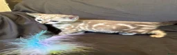 Bengal cats for sale: Stunning Snow Bengal Kittens - Advert 14
