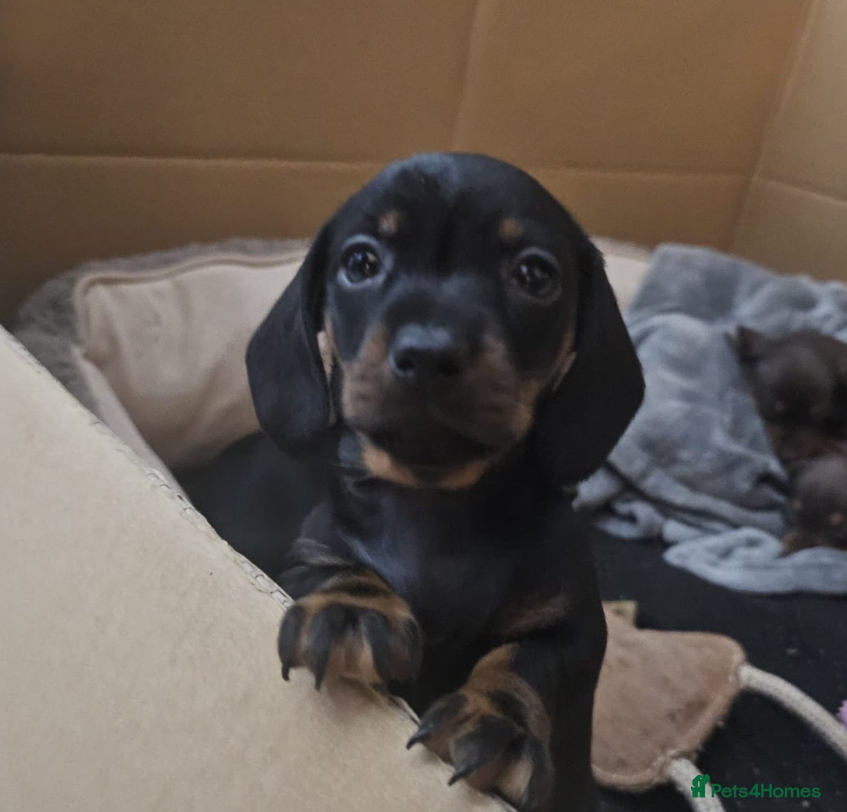 Miniature Dachshund dogs Beautiful litter of smooth mini dachshunds - Advert 4