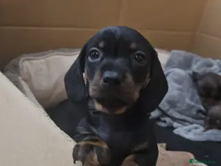 Miniature Dachshund dogs Beautiful litter of smooth mini dachshunds - Advert 4