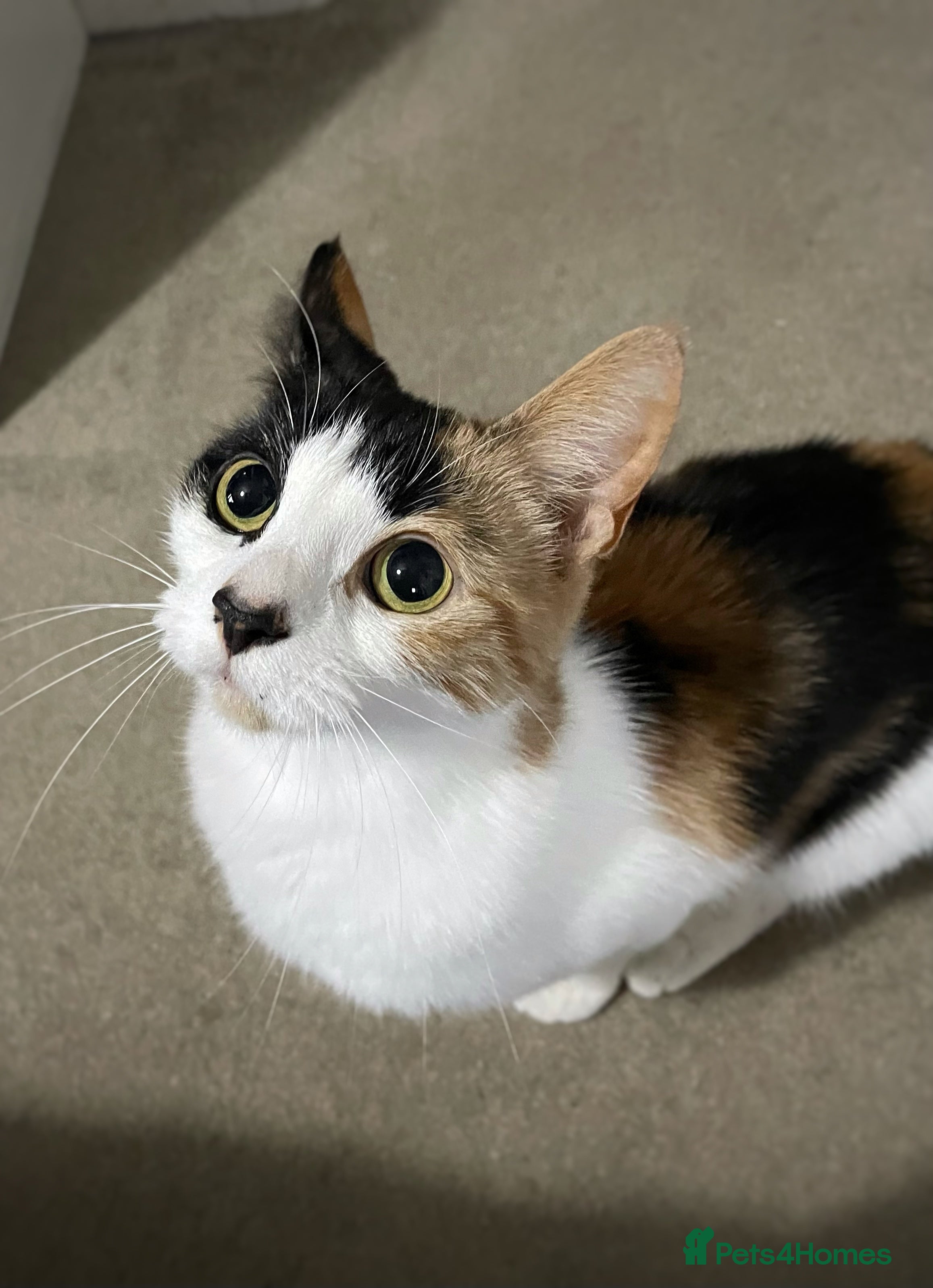 Domestic Shorthair cats Family cat needs a new home - Advert 1