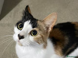 Domestic Shorthair cats Family cat needs a new home - Advert 9