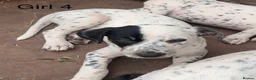 Mixed Breed dogs for sale: Bodacion Puppies in Usk - Advert 2