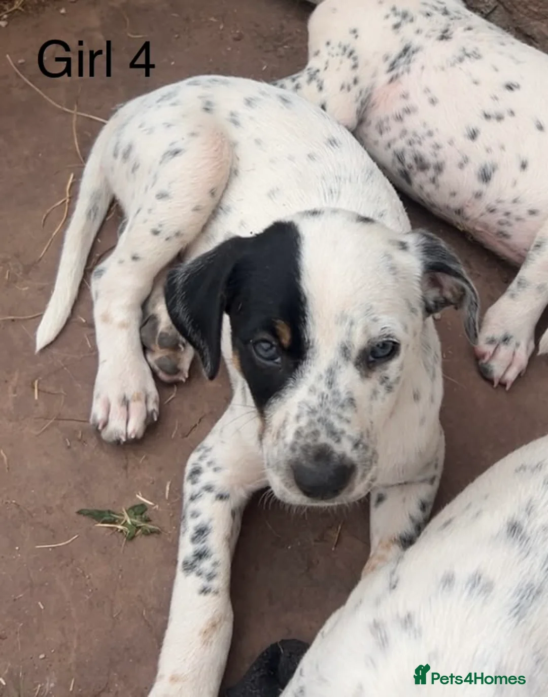 Mixed Breed dogs for sale: Bodacion Puppies in Usk - Advert 2
