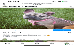 French Bulldog dogs for sale: French bulldog  - Image 24