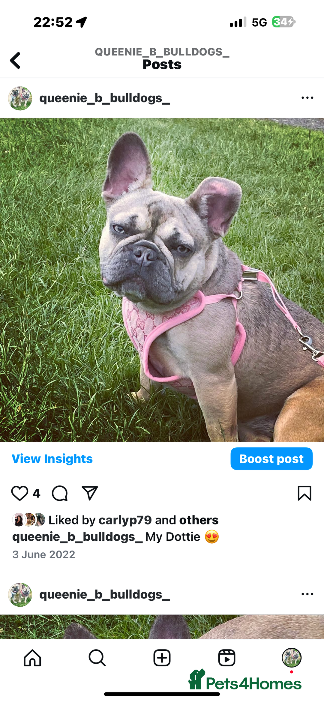 French Bulldog dogs for sale: French bulldog  - Image 24