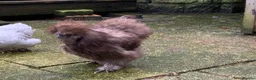 Chickens poultry for sale: USA Silkie boy  - Advert 5