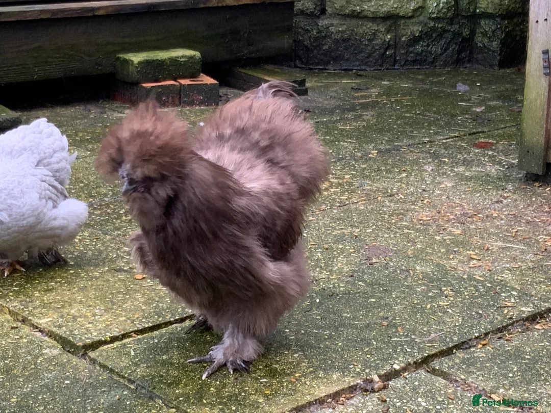 Chickens poultry for sale: USA Silkie boy  - Advert 5