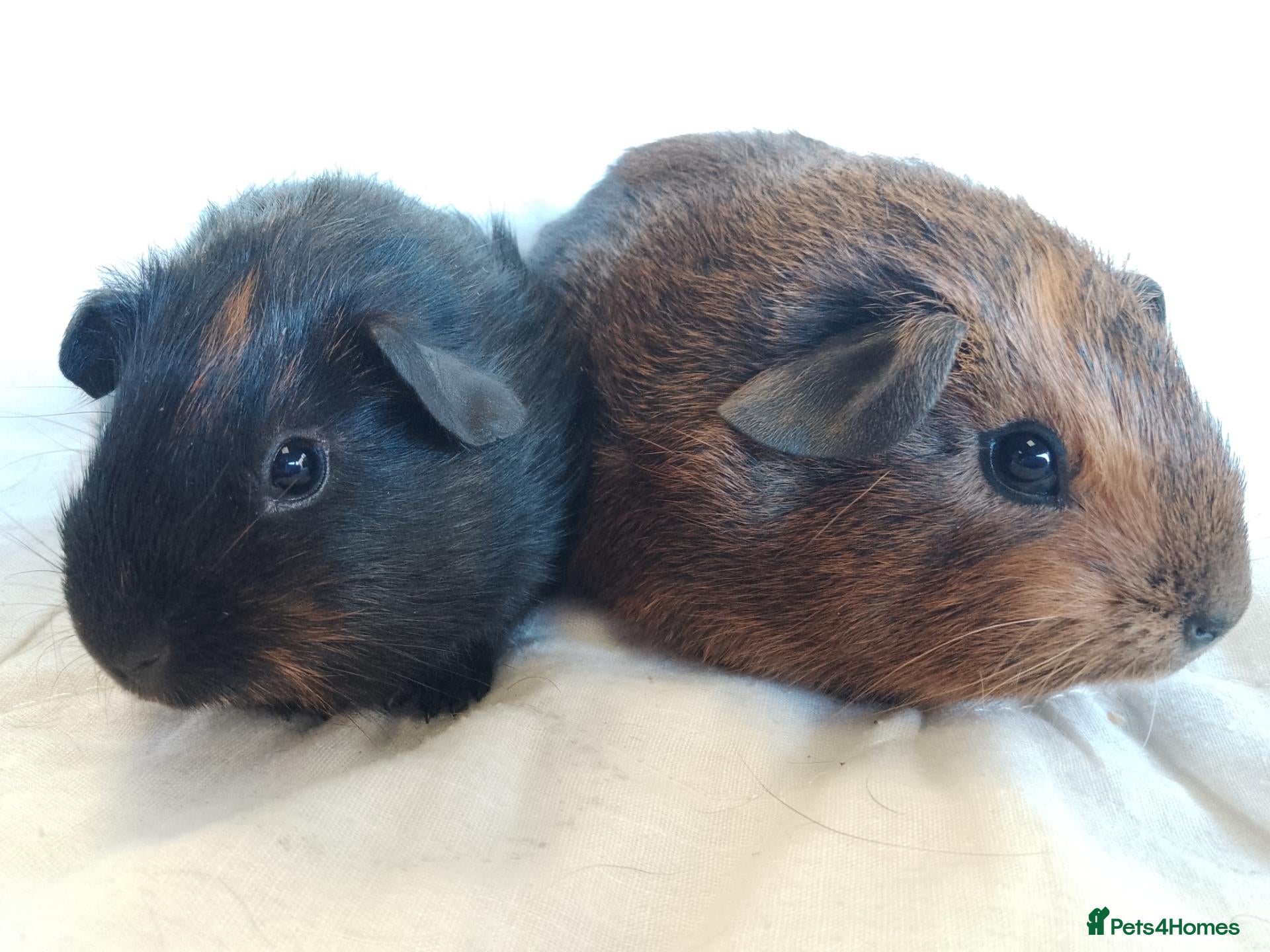 Guinea Pig rodents for sale: 2 lovely sisters ready for their new home  - Advert 1
