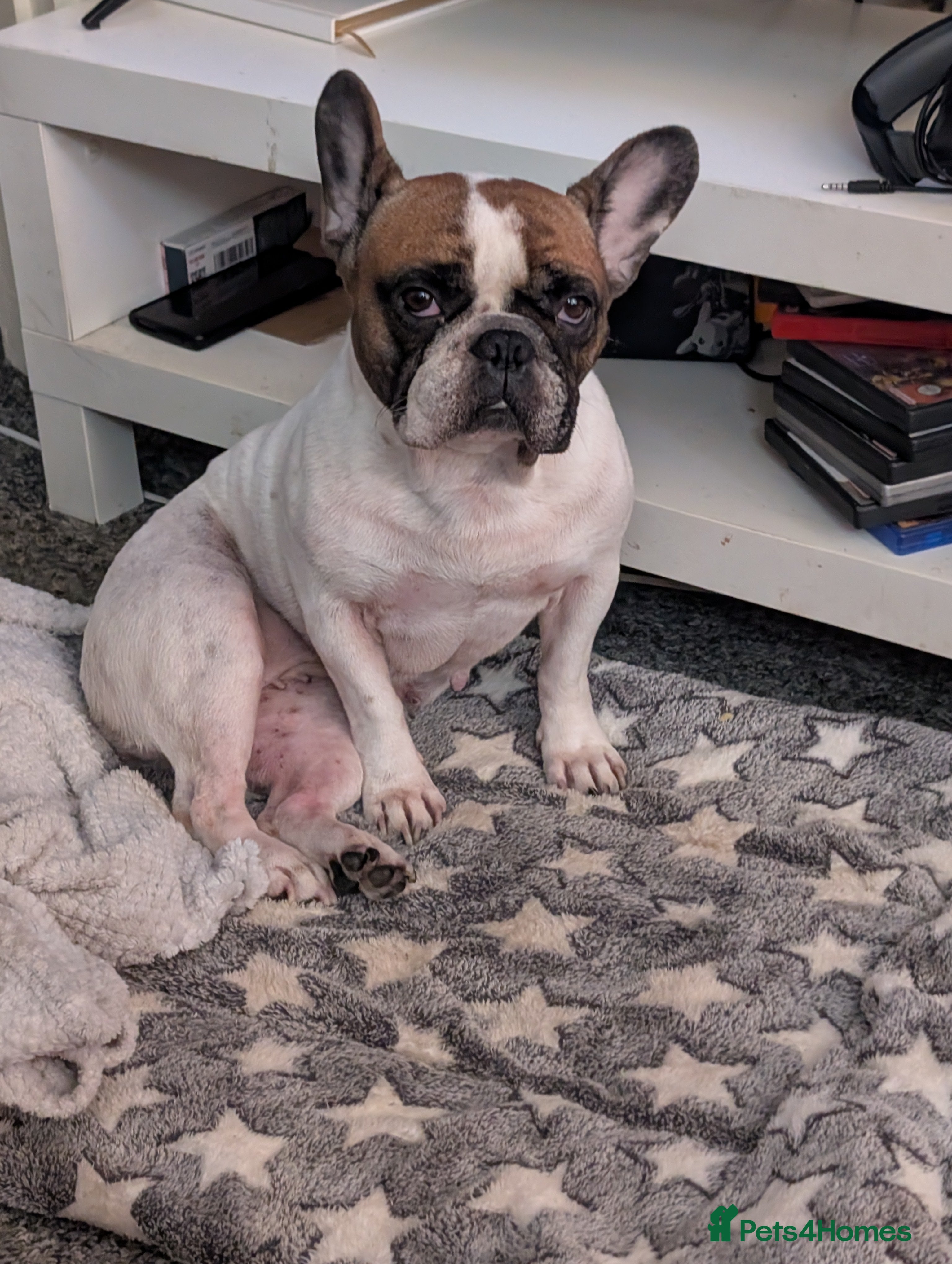 French Bulldog dogs Extremely friendly french bulldog  - Advert 3