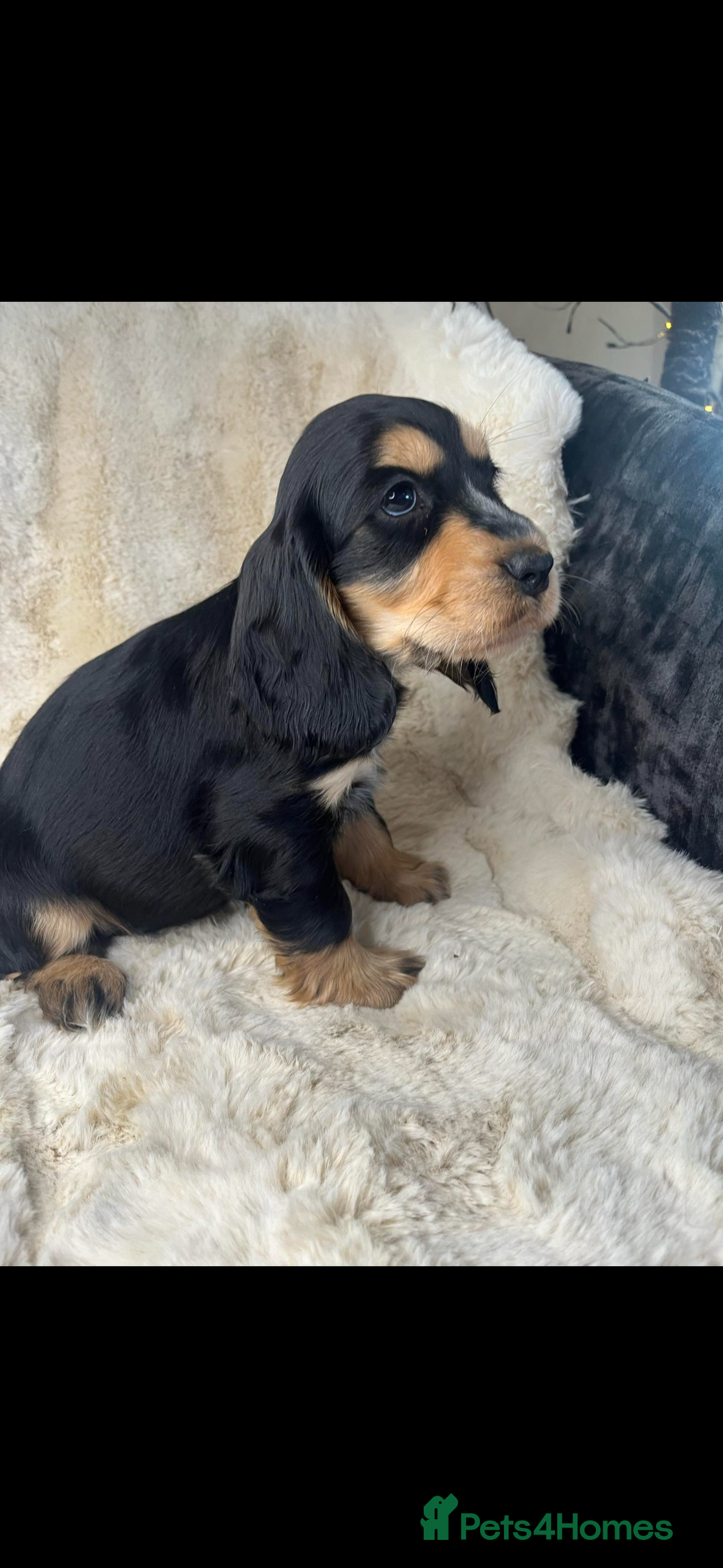 Cocker Spaniel dogs for sale: Health tested cocker spaniel puppies  - Advert 15