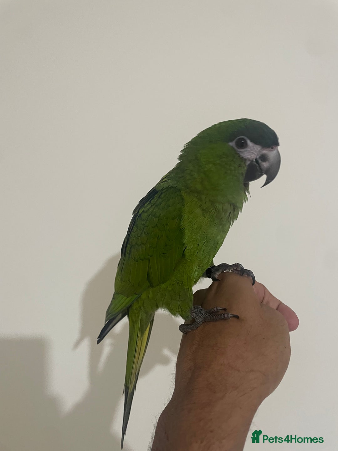 Parrots birds for sale: SILLY TAME HAND REARED BABY HAHNS MACAW - Image 5