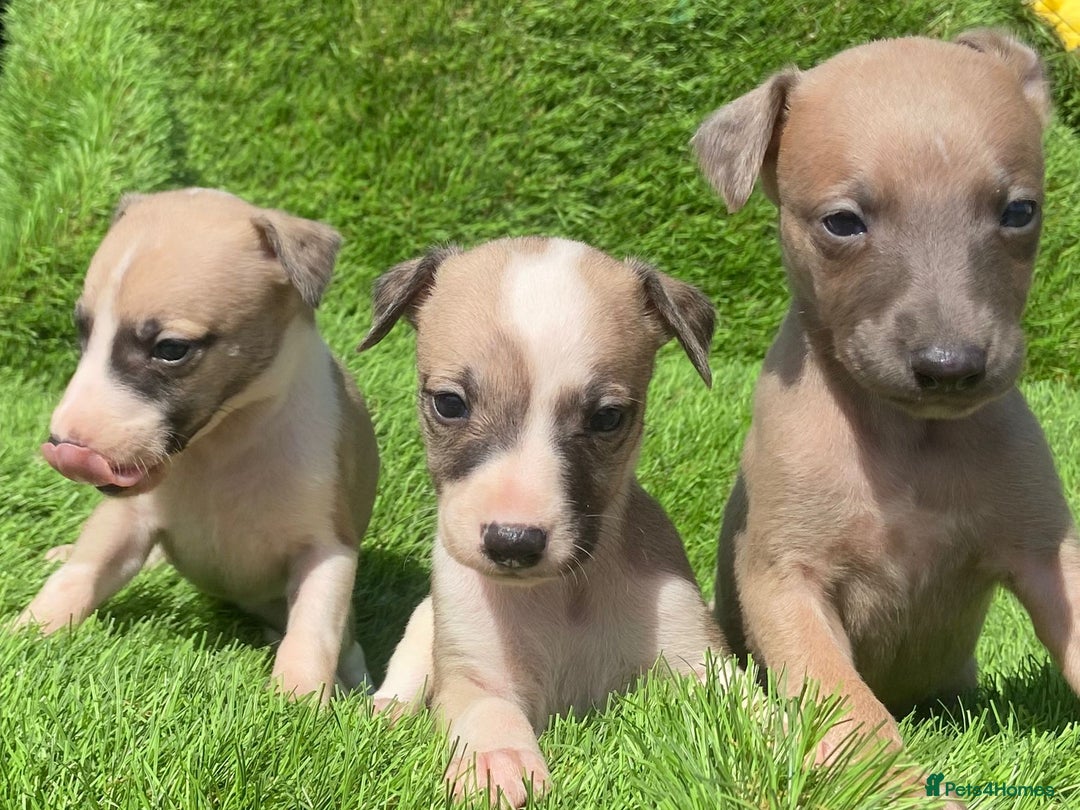 Whippet dogs for sale: Stunning kc reg whippet puppies  - Image 7