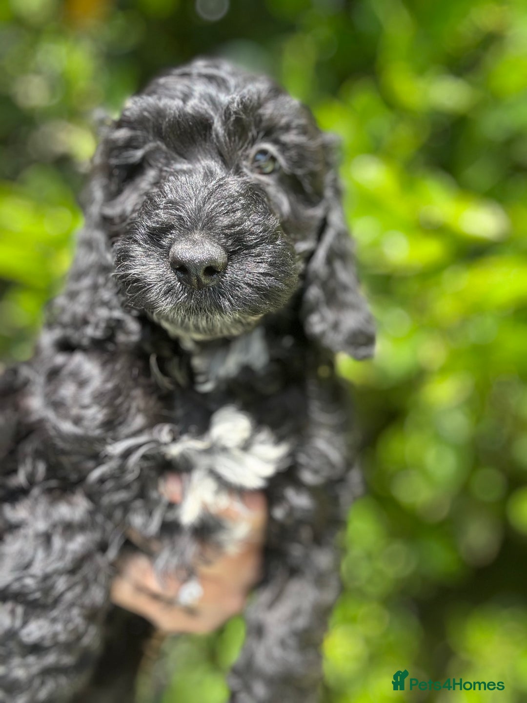 Cockapoo dogs for sale: Ready now black f1 minature show cockapoos  - Image 2