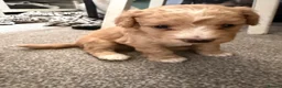 Schnoodle dogs for sale: Toy poodle x mini schnauzer - Advert 7