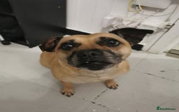 Mixed Breed dogs for sale: 2  Beautiful dogs - Image 5
