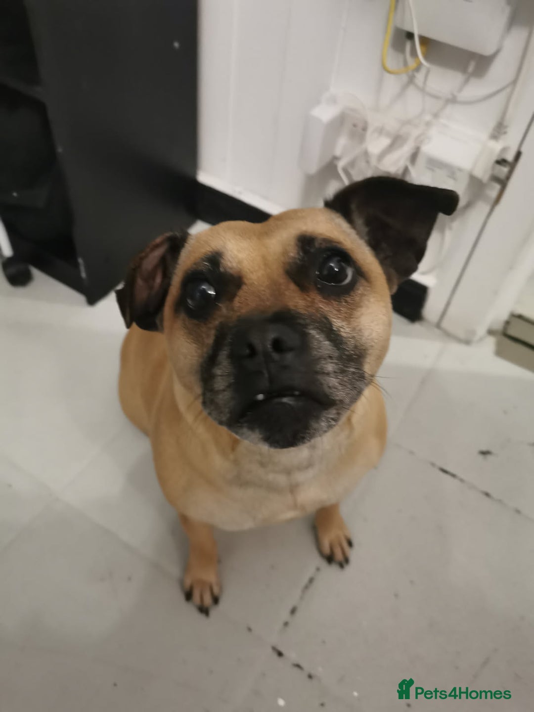 Mixed Breed dogs for sale: 2  Beautiful dogs - Image 5