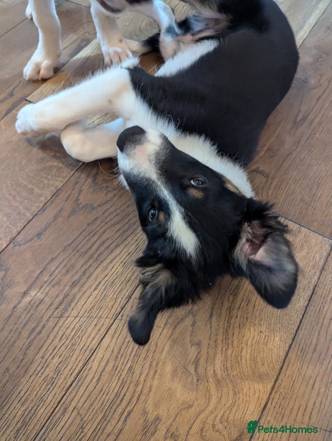 Mixed Breed dogs for sale: READY NOW.Only 2 left Border collies/kelpie pups - Image 4