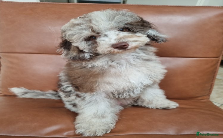 Toy Poodle dogs - Advert 1