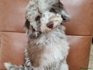 Toy Poodle dogs - Advert 36