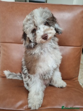 Toy Poodle dogs - Advert 8