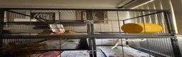 Chinchilla rodents for sale: 2 year old chinchilla in Leeds - Advert 6