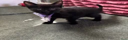 Domestic Shorthair cats for sale: Bundle of fun and love kittens in Saint Helens - Advert 4