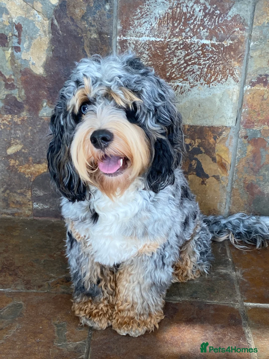 Cockapoo dogs for stud: Unique f3 American cockapoo stud  in Aberdeen - Advert 7