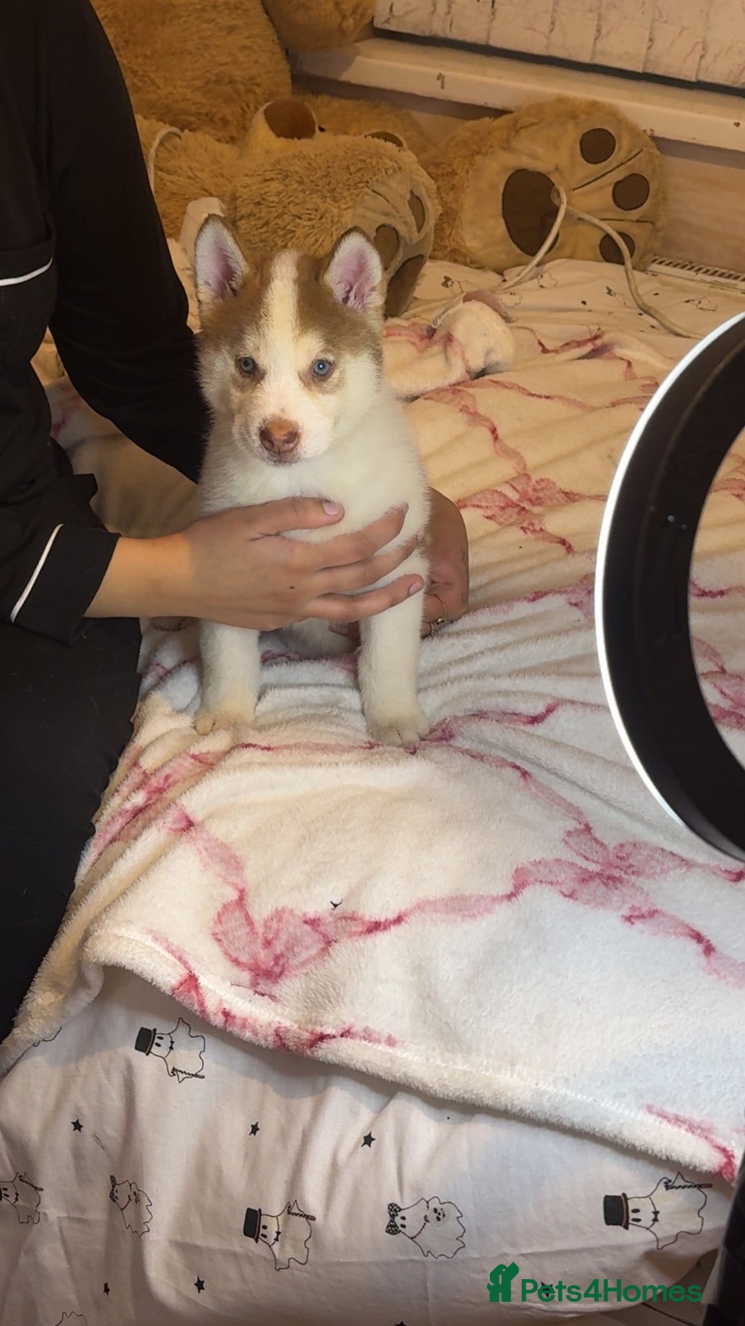 Siberian Husky dogs for sale: Siberian husky  - Advert 2