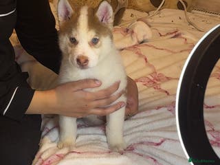 Siberian Husky dogs Siberian husky - Advert 7