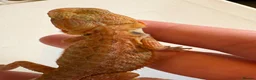 Bearded Dragon reptiles for sale: Stunning baby bearded dragons  - Advert 9
