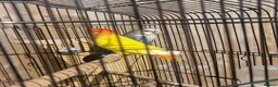Lovebirds birds for sale: Lovebird - Advert 1