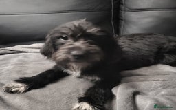 Mixed Breed dogs for sale:  Lower price  Lovely girls labrador x shit shu    in Doncaster - Image 1