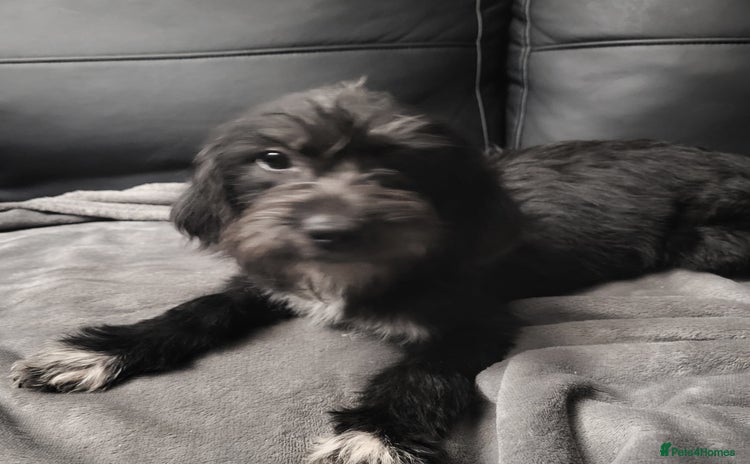 Mixed Breed dogs in Doncaster - Advert 5
