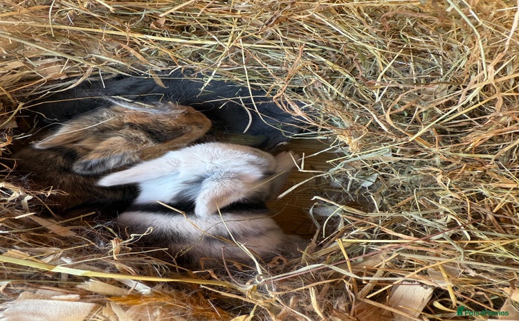 Mini Lop rabbits - Advert 1
