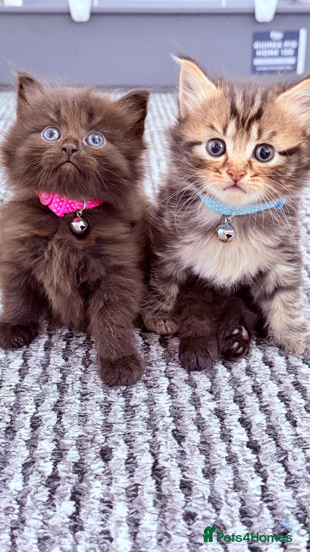 RagaMuffin cats 🤎Beautiful Ragamuffin Kittens🤎 - Advert 2