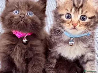 RagaMuffin cats 🤎Beautiful Ragamuffin Kittens🤎 - Advert 3