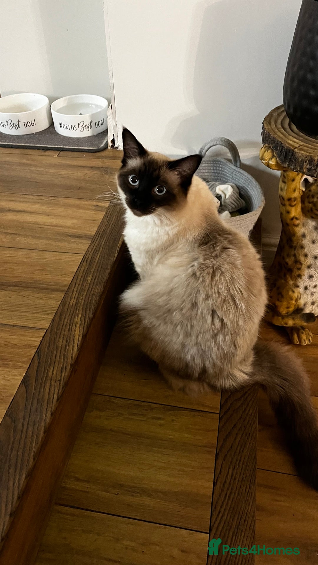 Ragdoll cats for sale: Ragdoll male and female - Advert 3