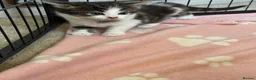 Mixed Breed cats for sale: Kittens ready for their forever home  - Advert 5