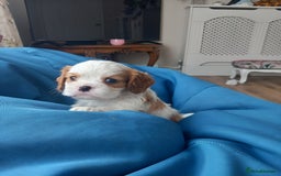 Cavalier King Charles Spaniel dogs for sale: 4 beautiful king charles boys  - Image 9