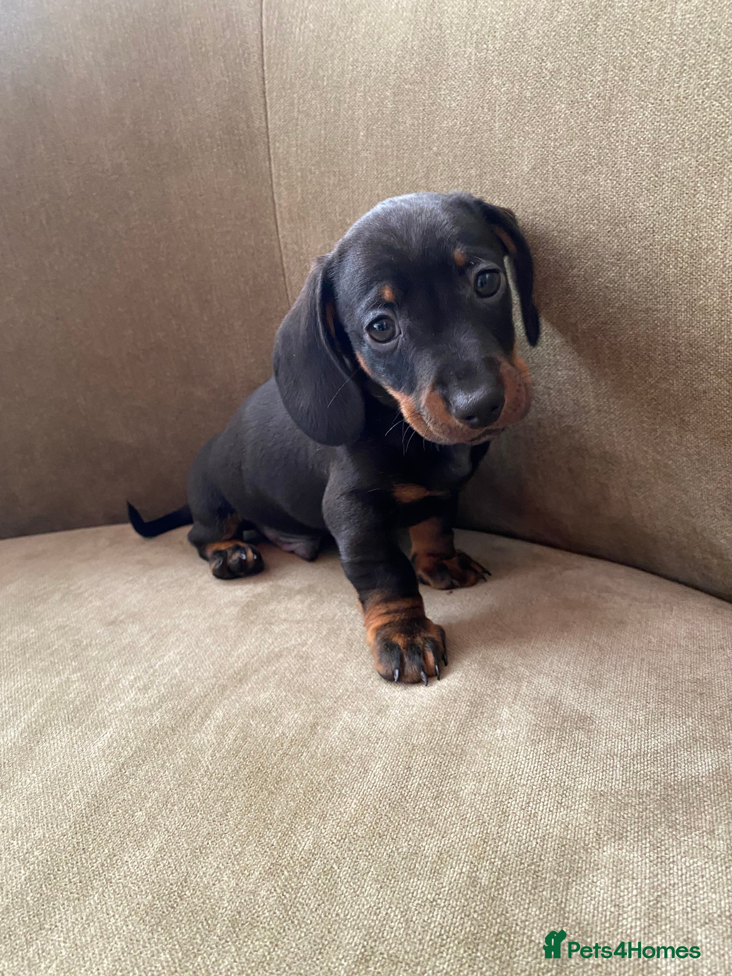 Miniature Dachshund dogs Lovely litter of miniature dachshund pups - Advert 2