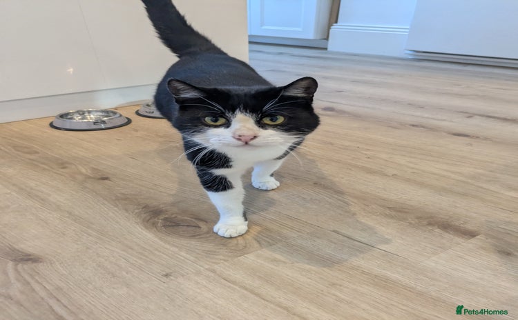 Mixed Breed cats - Advert 4