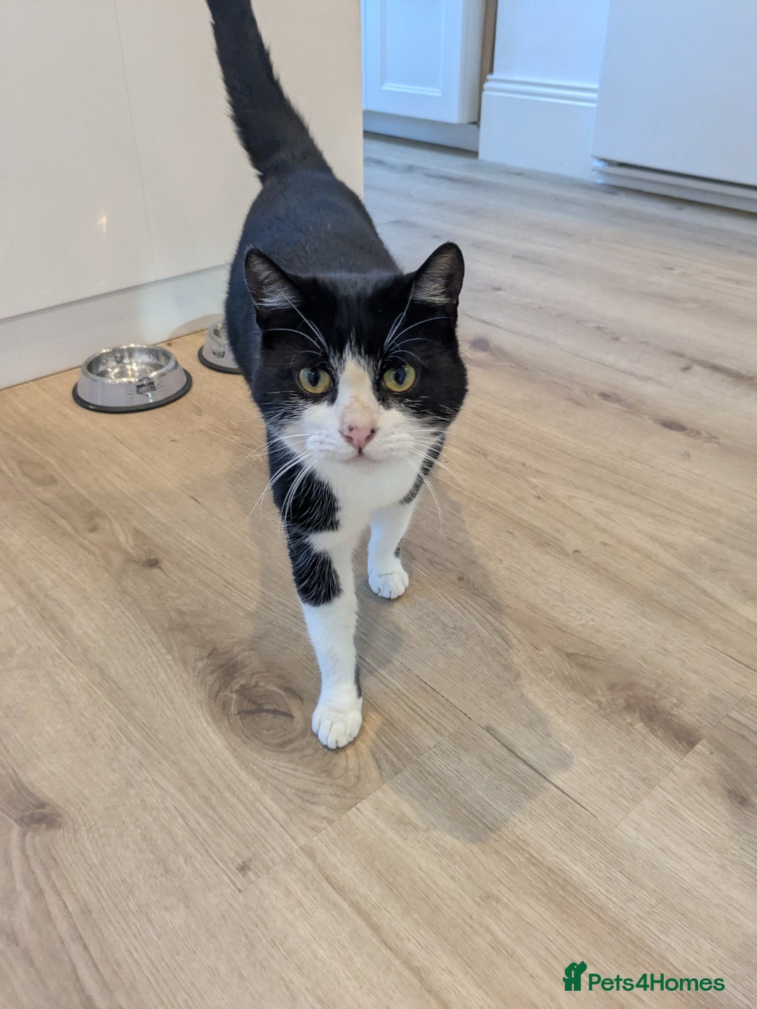 Mixed Breed cats for sale: Black and white female cat looking for a new home - Image 1