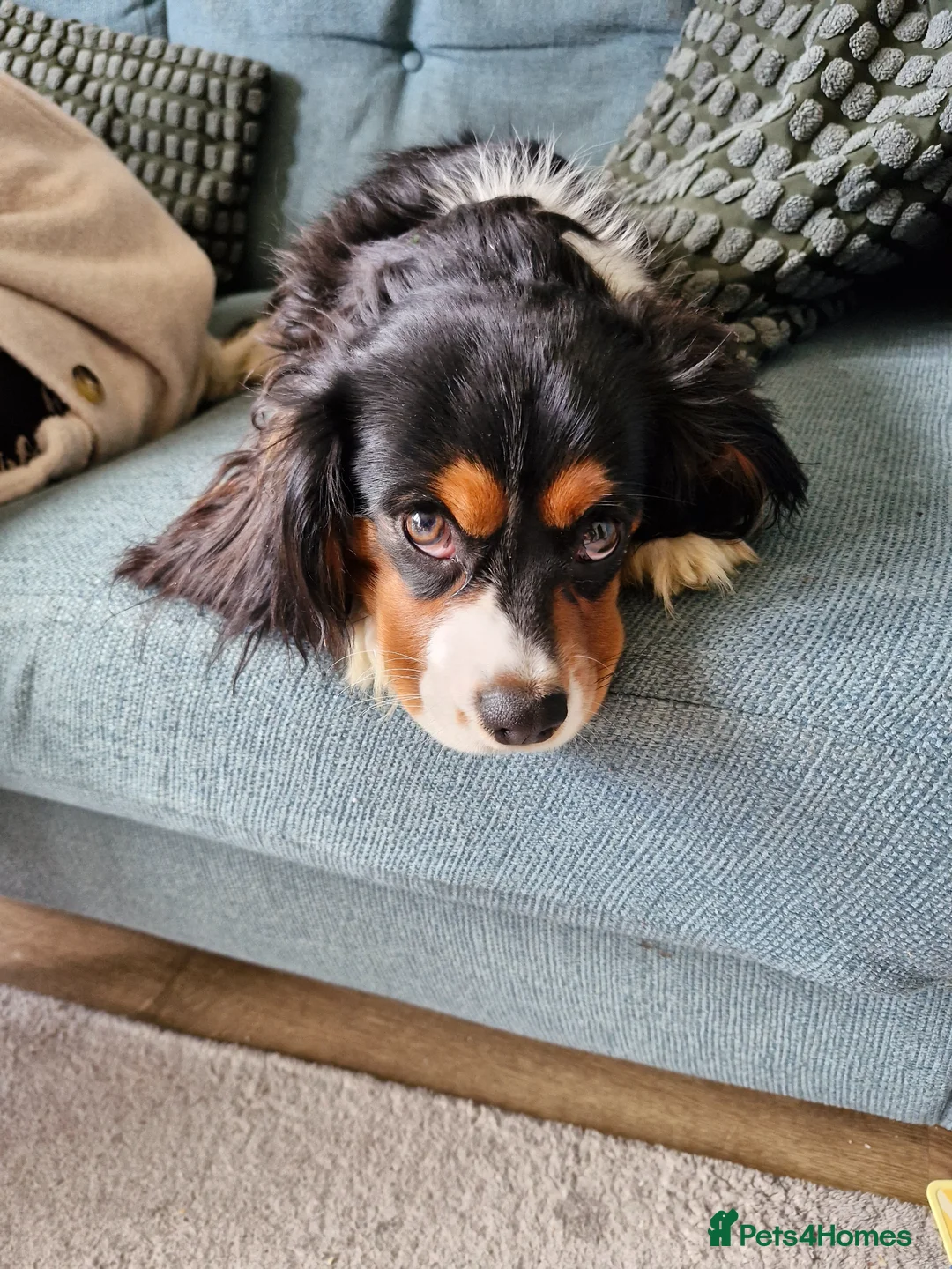 Cavalier King Charles Spaniel dogs for sale: 8 month Cavalier King Charles for Sale in Chesterfield - Advert 3