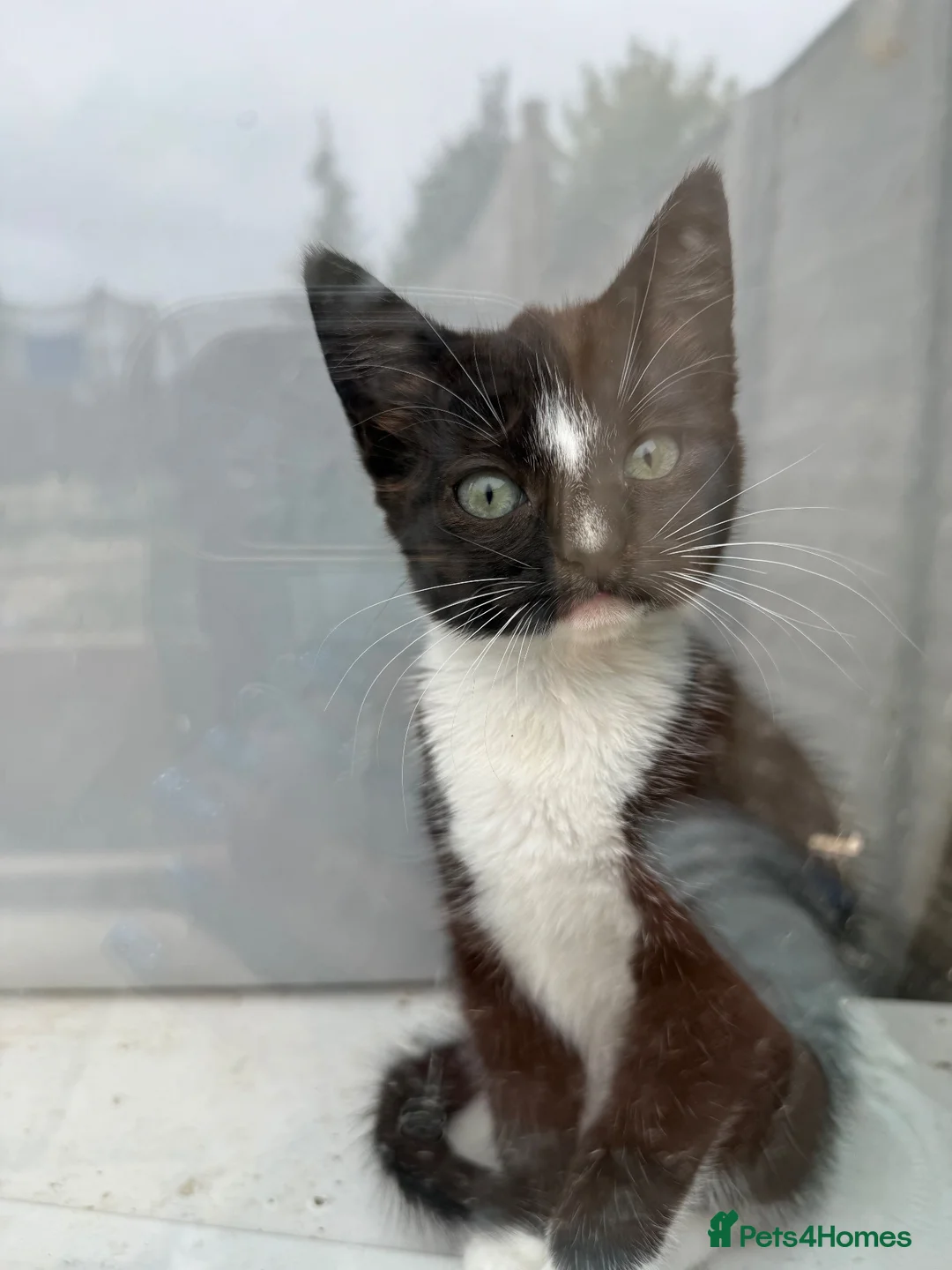Mixed Breed cats for sale: Black and white kitten - Advert 8