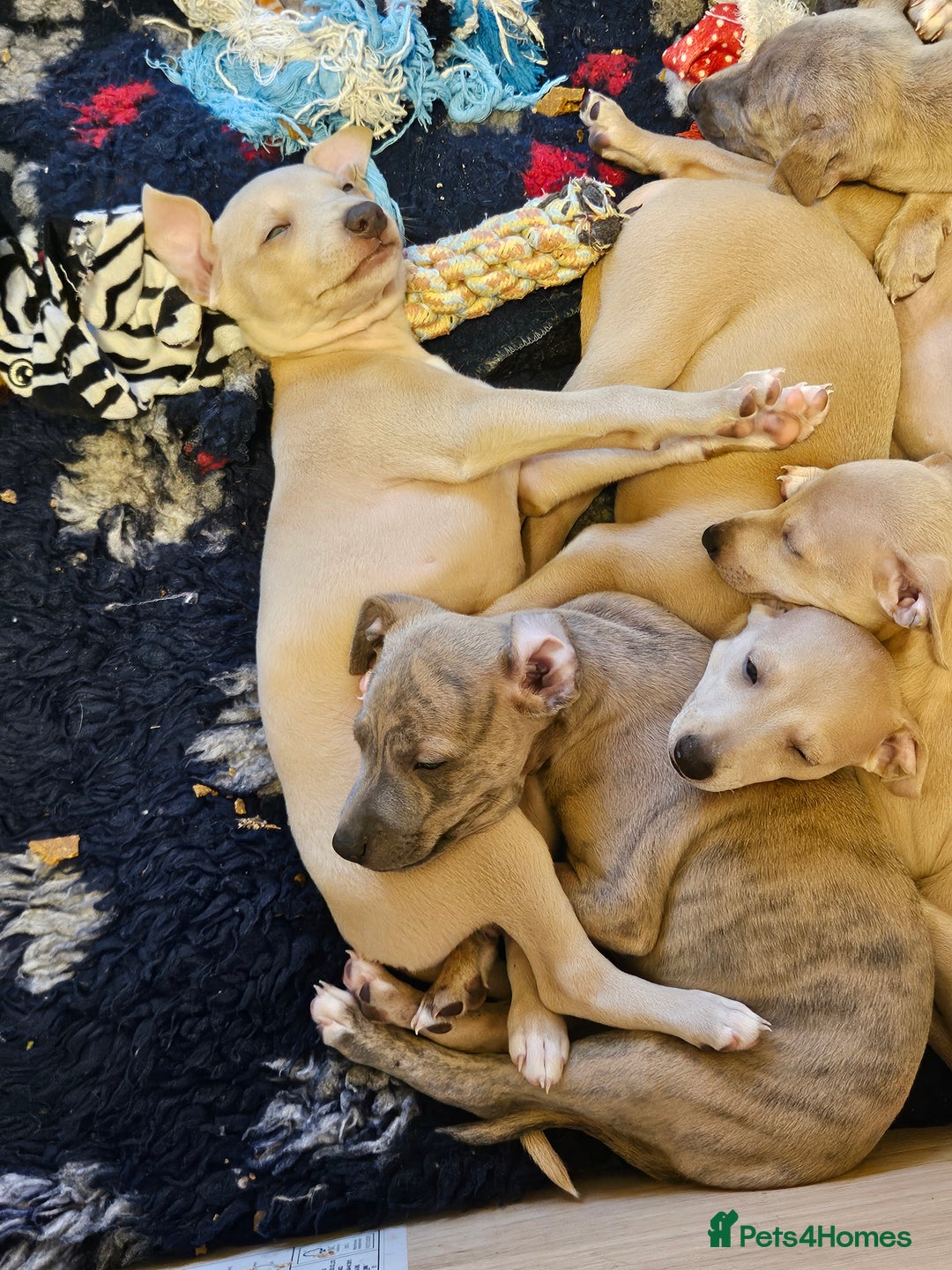 Whippet dogs for sale: ✨🐾 Gorgeous KC Registered Whippet puppies  🐾✨  - Advert 10