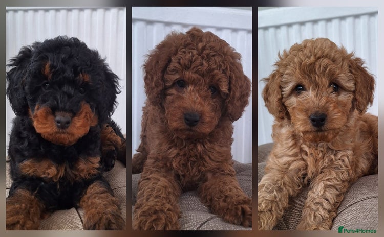 Labradoodle dogs - Advert 1