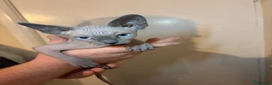Sphynx 4