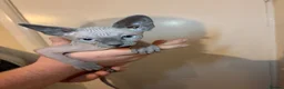 Sphynx cats for sale: Sphynx kittens  - Advert 6