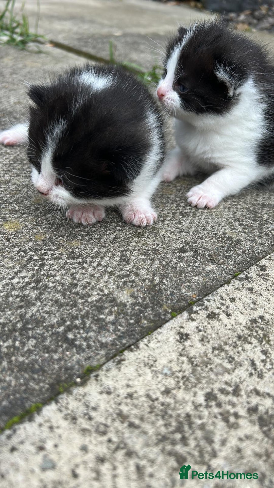 Domestic Shorthair cats for sale: Two 8 week old kittens - Advert 8